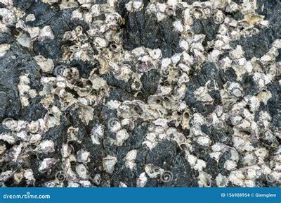 狗狗呼叫喵星H5 网络创业项目排行榜中的优质资源探析